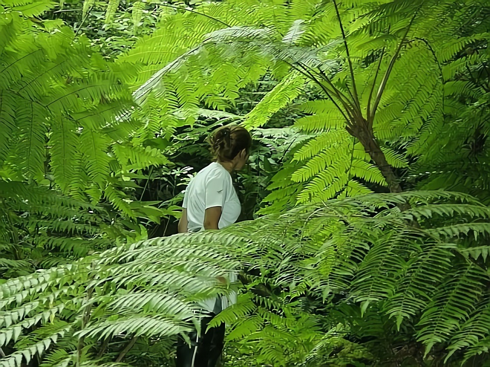 Cyathea delgadii