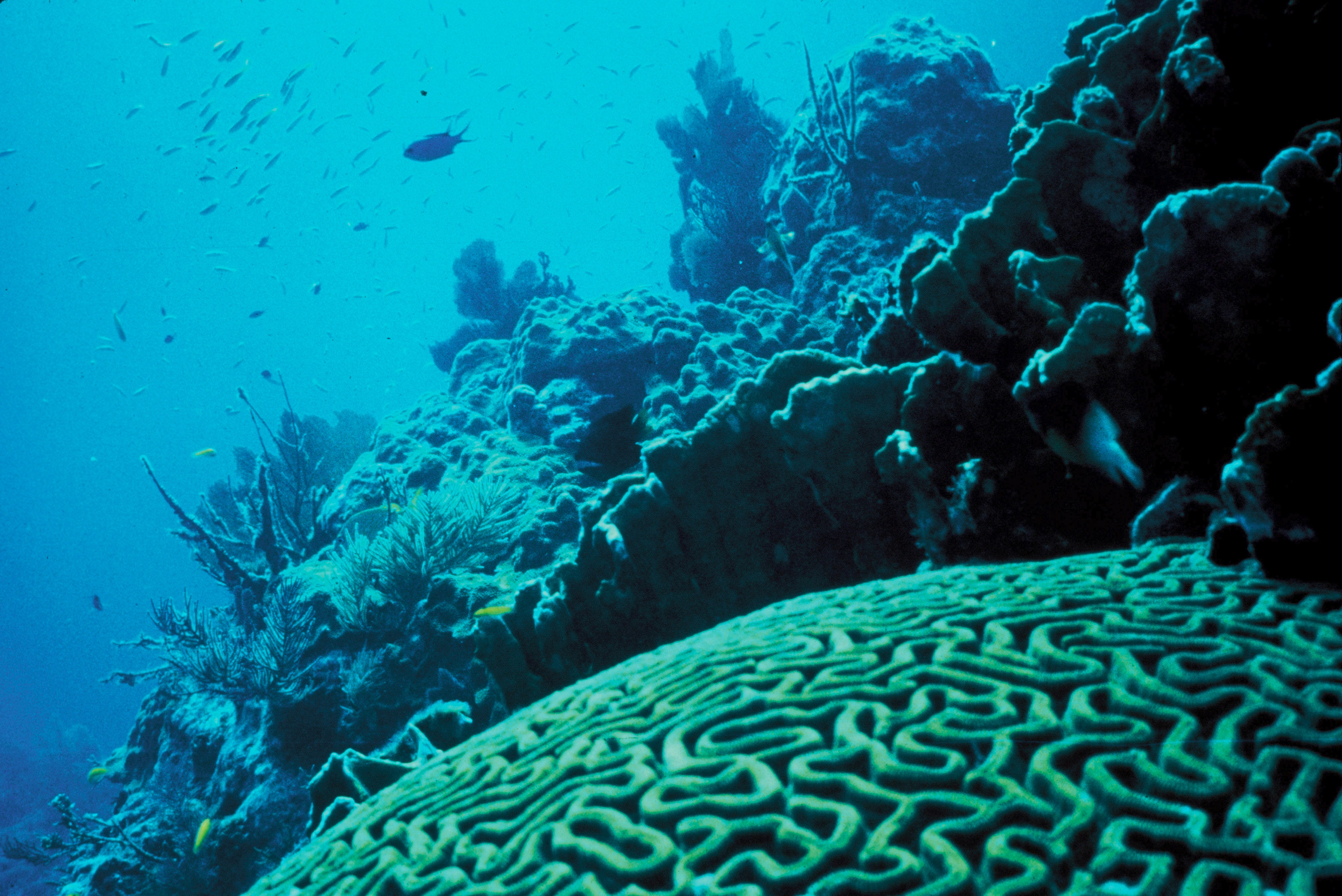 Coral reef composed of Anthozoa, which, despite procreating via fertilization, commonly reproduce without physical mating Coral reef composed of Anthozoa, which, despite procreating via fertilization, commonly reproduce without physical mating