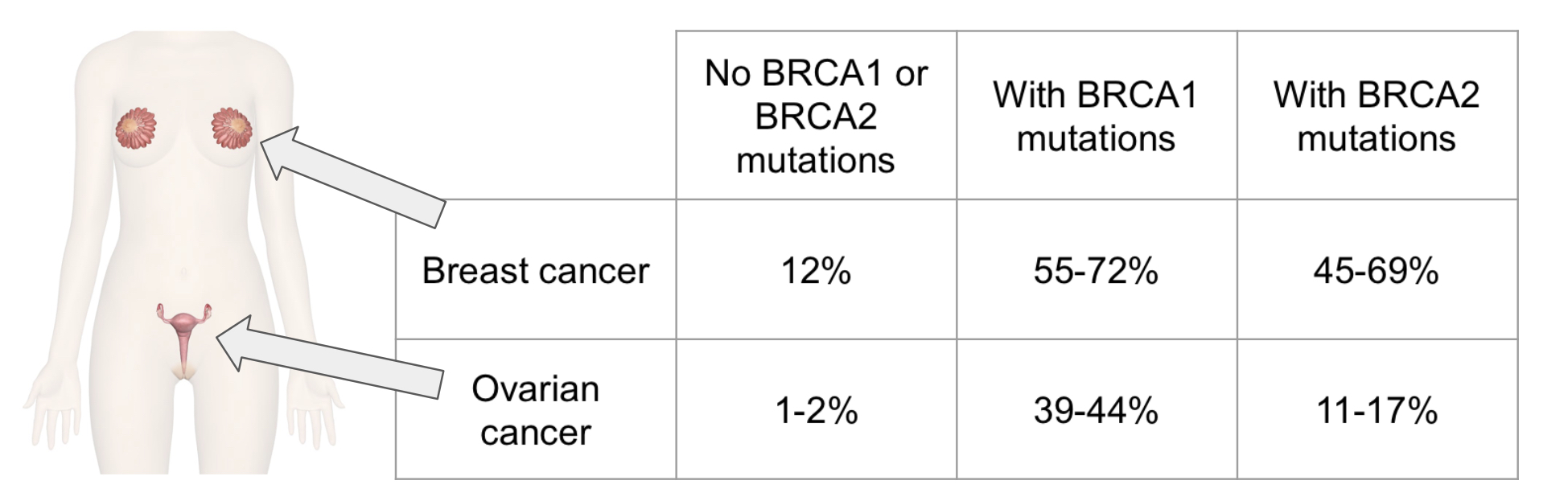 Lifetime risk of having breast or ovarian cancer with and without BRCA1 and BRCA2 mutations.|center