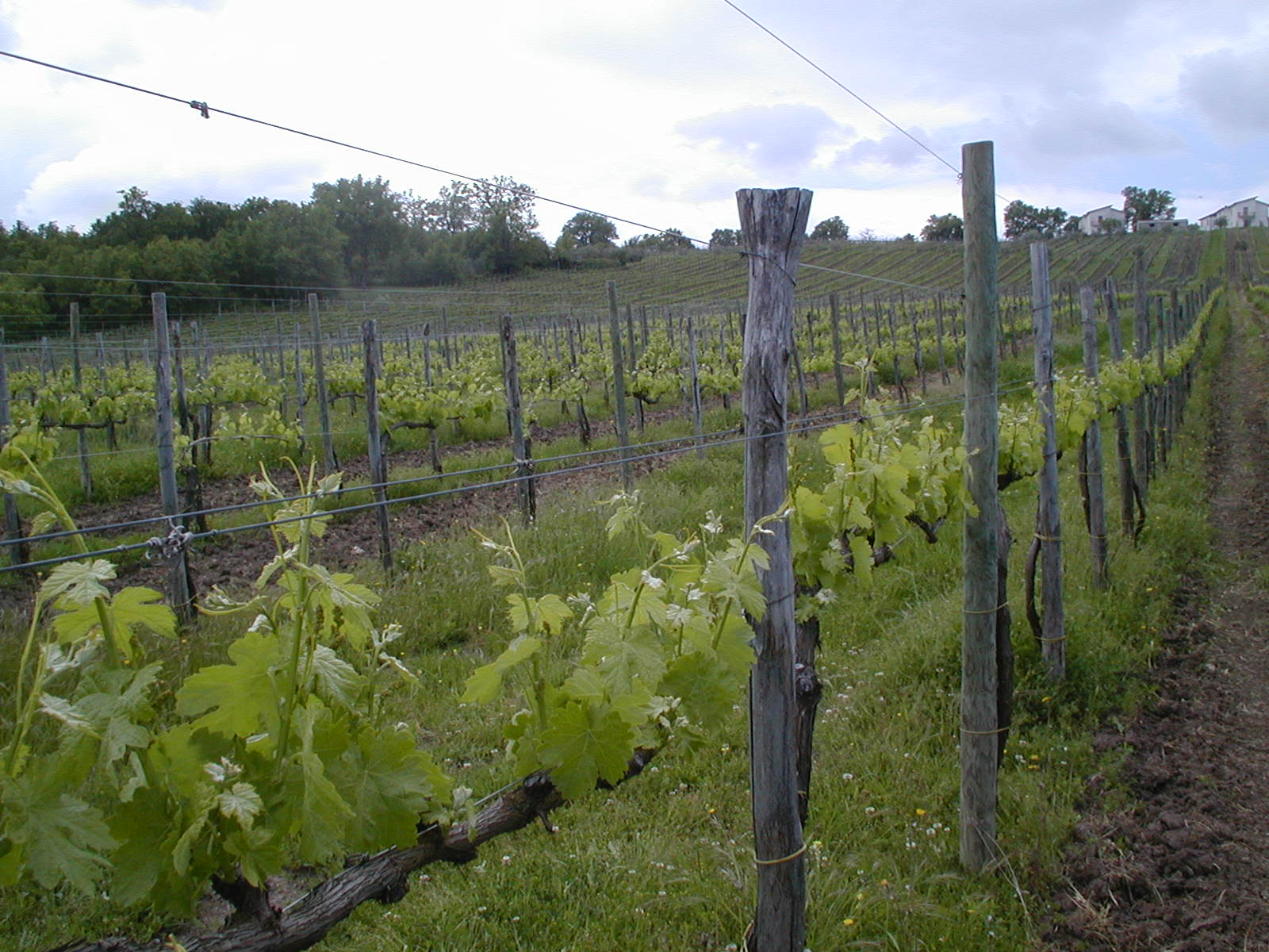 Vines growing in Campania. Vines growing in Campania.