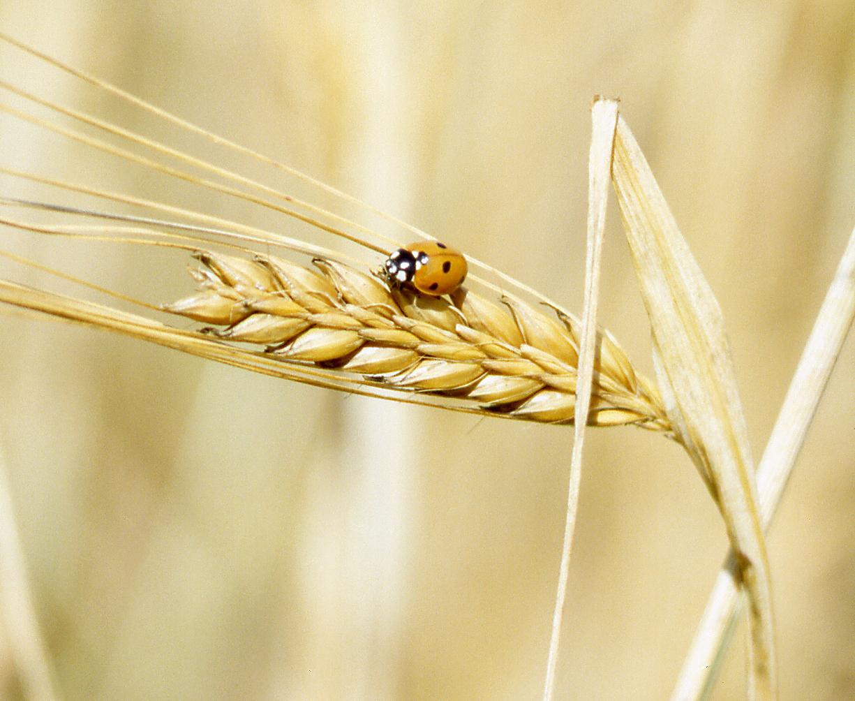 Biddle in a barken field