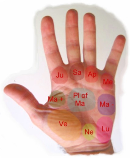 The mounts in Palmistry Jupiter, Suturn, Apollo, Mercury, Mars positive, Mars negative, plain of mars, Luna mount, Neptune mount, Venus mount. 