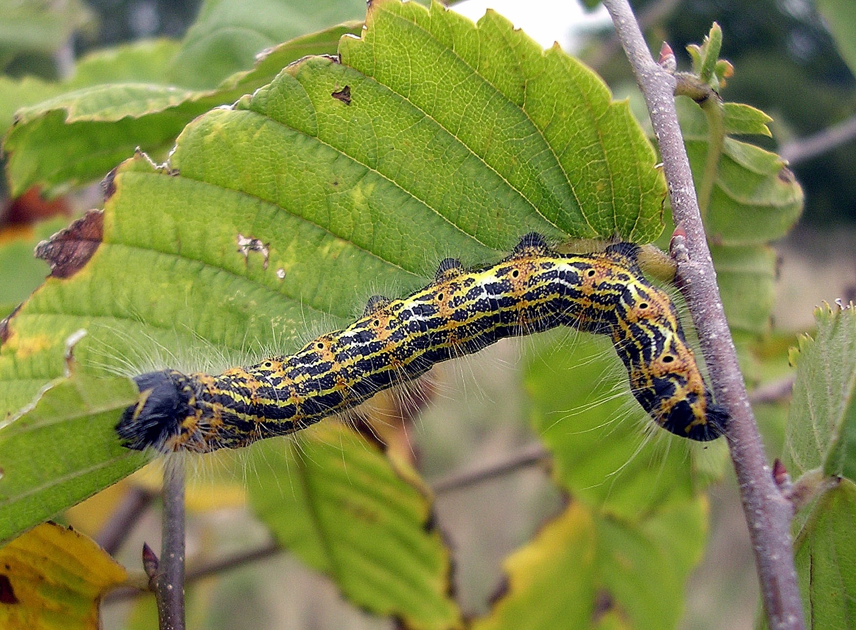 300px|Buff-tip larva on European White Elm, Great Fontley, England 300px|Buff-tip larva on European White Elm, Great Fontley, England