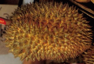 Durian