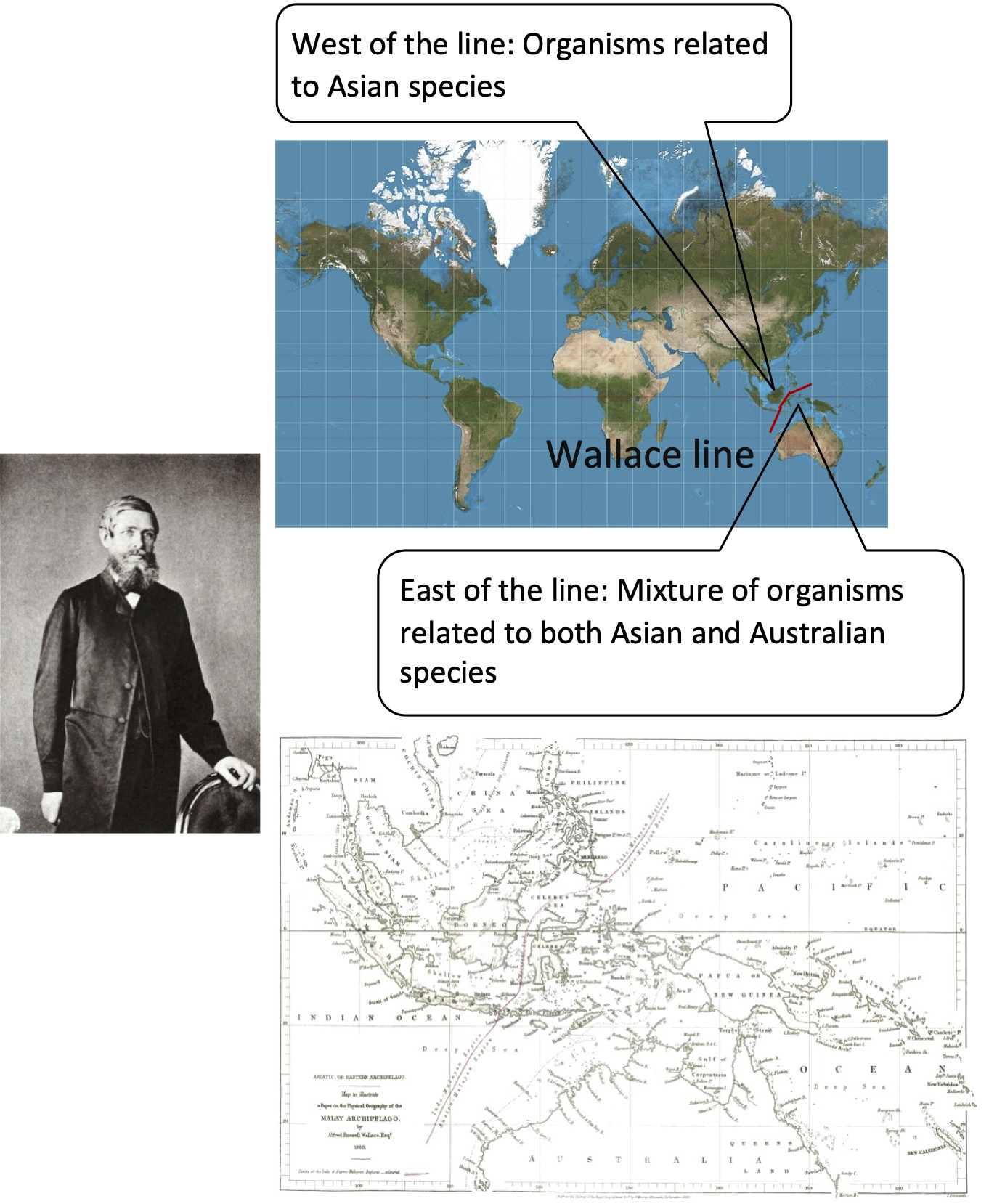 Alfred Russel Wallace.
