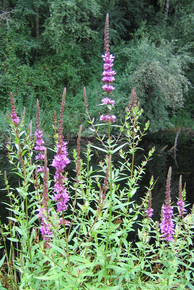 Purple Loosestrife Purple Loosestrife