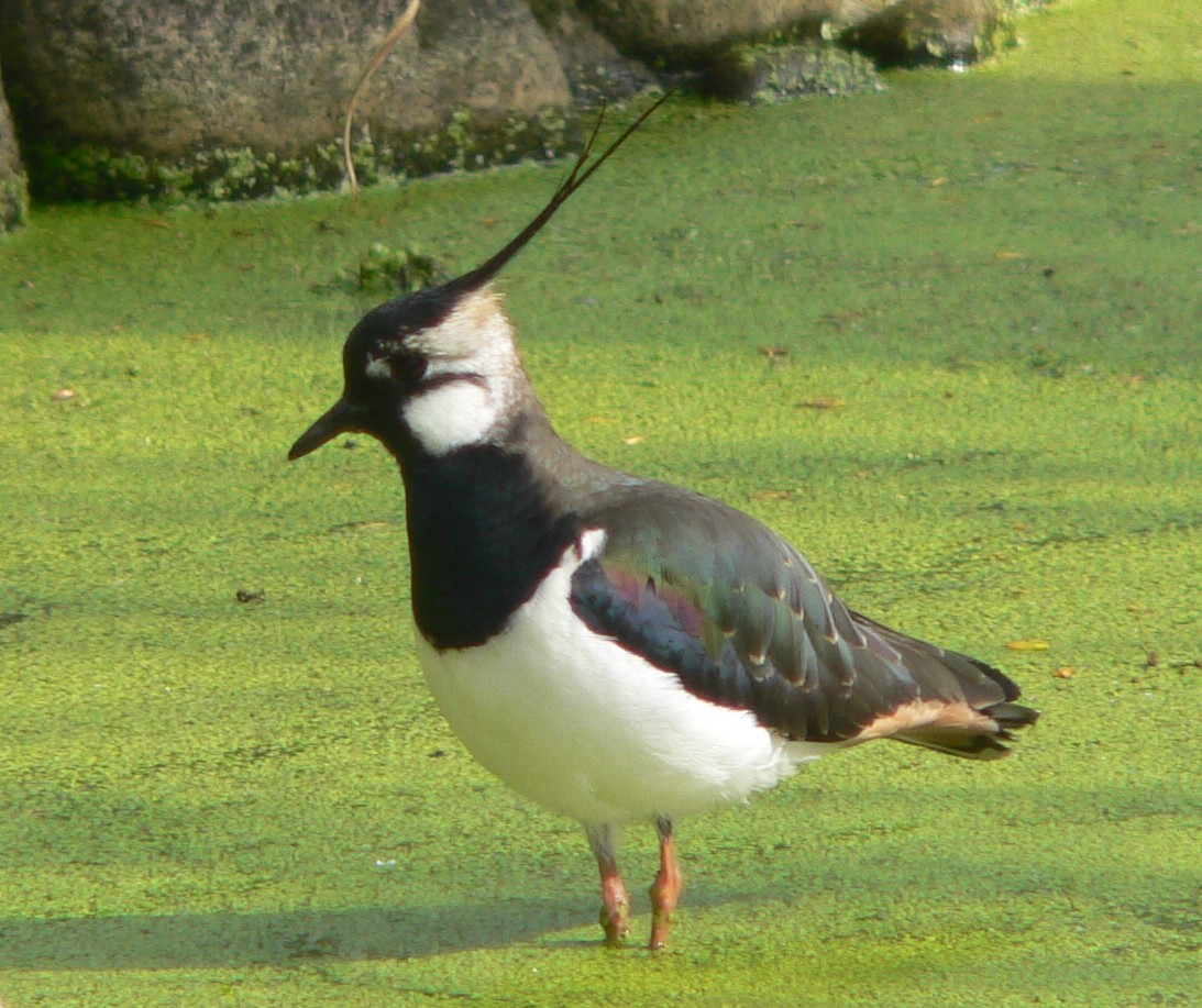 Lapwing