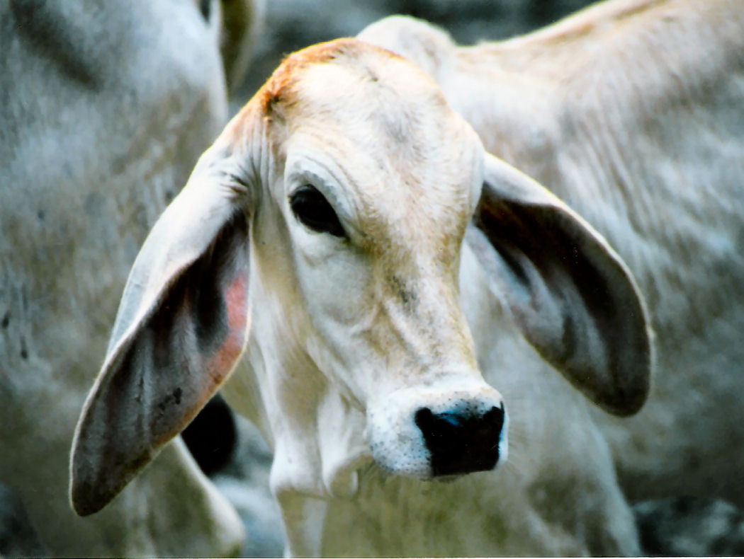 The cattle