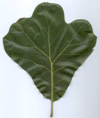 Quercus marilandica (Blackjack Oak) (Common at Soldiers Delight) Quercus marilandica (Blackjack Oak) (Common at Soldiers Delight)