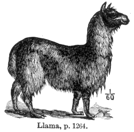 Llama