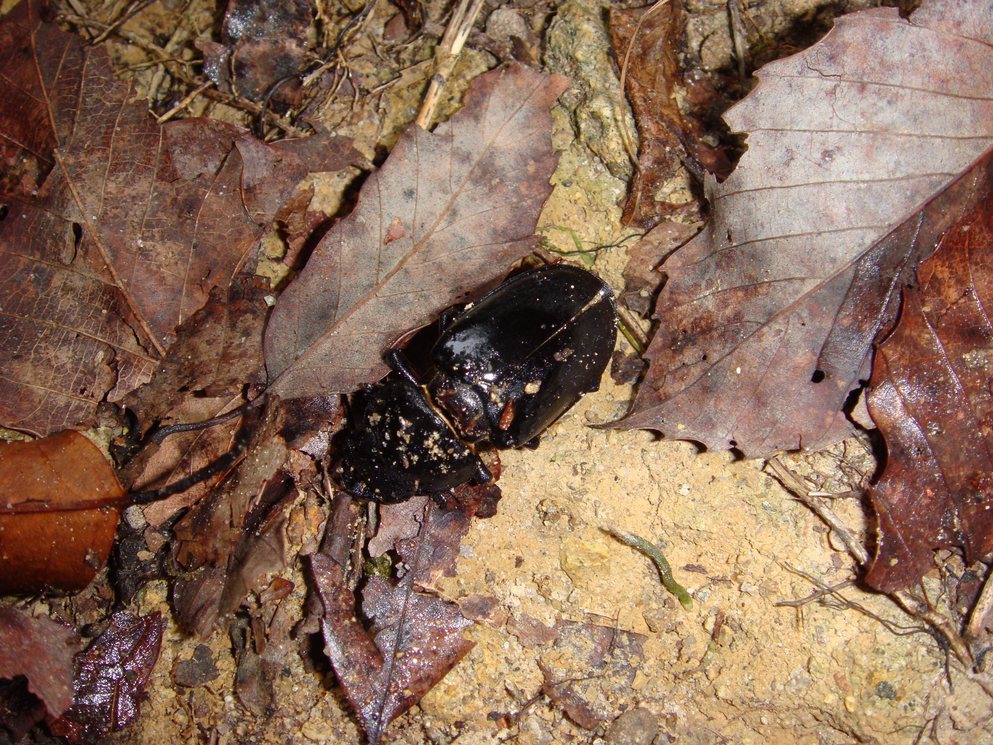 |thumb|right|200px|Stag beetle at Sengari Camp