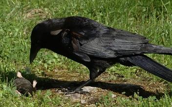 Though they rarely appear, birds are some of the most vicious predators and villains in the books.as