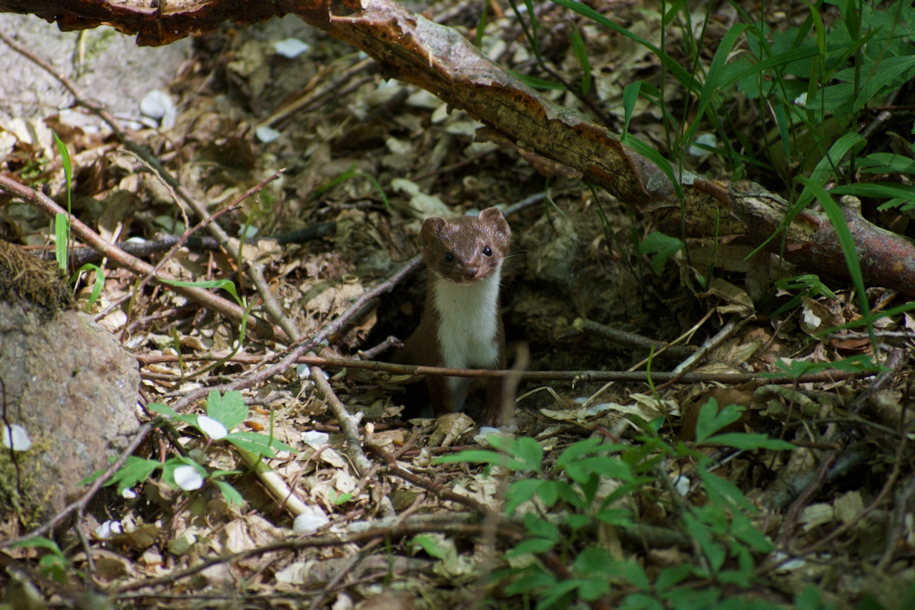 Weasel.jpg Weasel.jpg