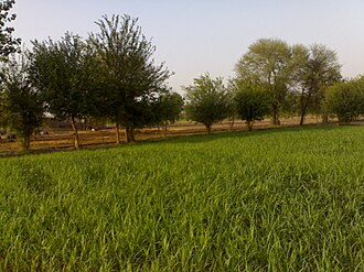 Bhawana