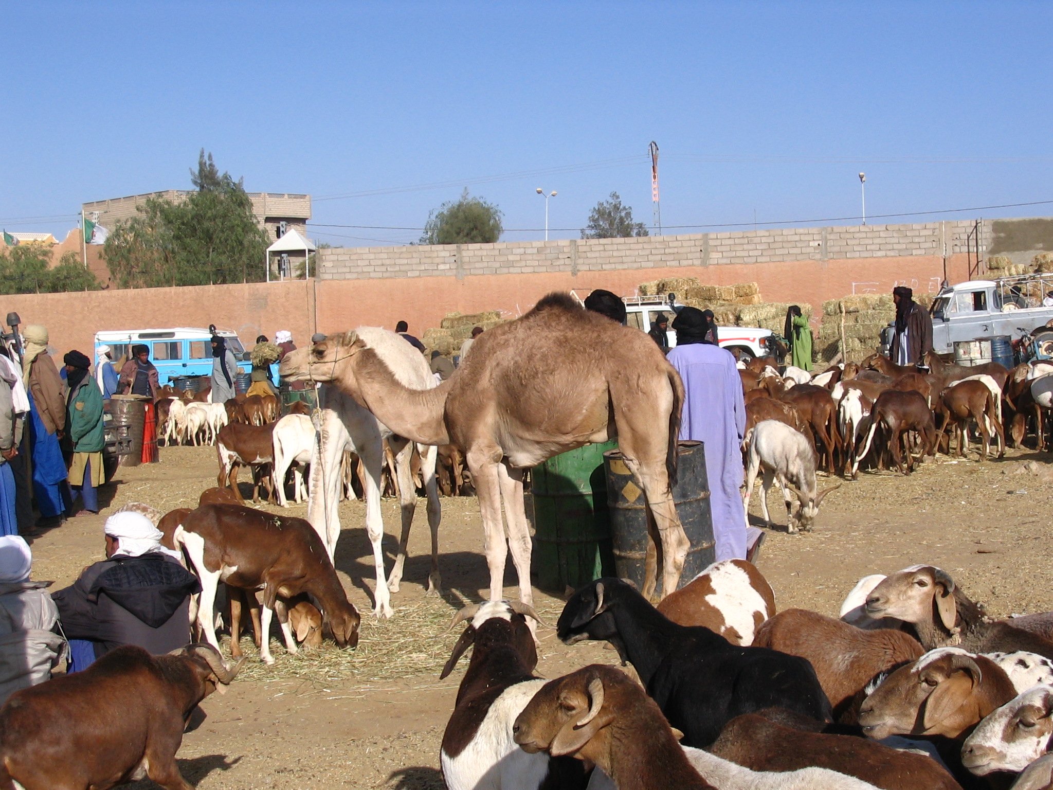 A Camel market