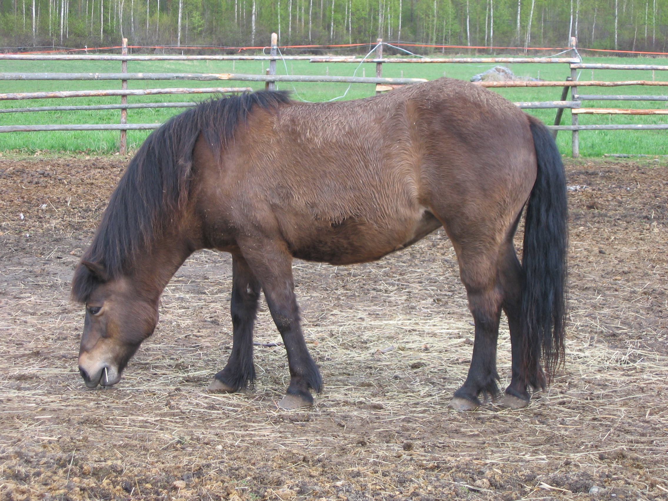Some smoky blacks, such as this horse (which appears bay, but is not), may be more prone to hair coat fading than ordinary black horses. Only genetic testing can verify the presence of the gene.