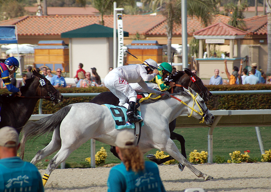 Silver Swallow (with jockey Alex Solis) after making a furious dash to place second in an Allowance race on 7/26/07 at the Del Mar Racetrack. Silver Swallow (with jockey Alex Solis) after making a furious dash to place second in an Allowance race on 7/26/07 at the Del Mar Racetrack.