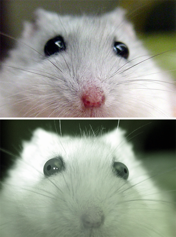 The location of hamster pupils is not always obvious, but can be seen clearly with an infrared camera.