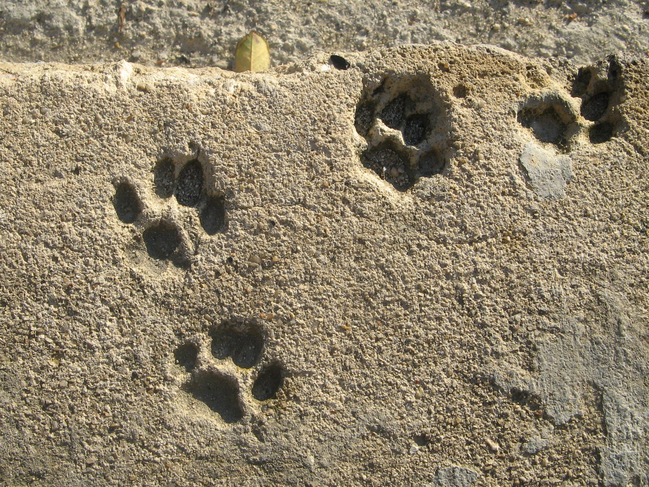 3 steps to convert PowerPoint to Flash