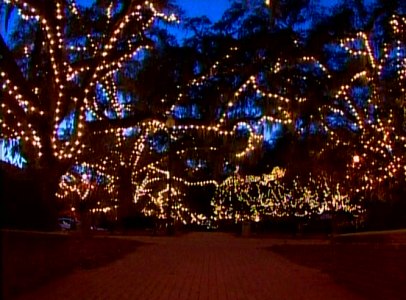 Several Live oak trees at dusk with lights