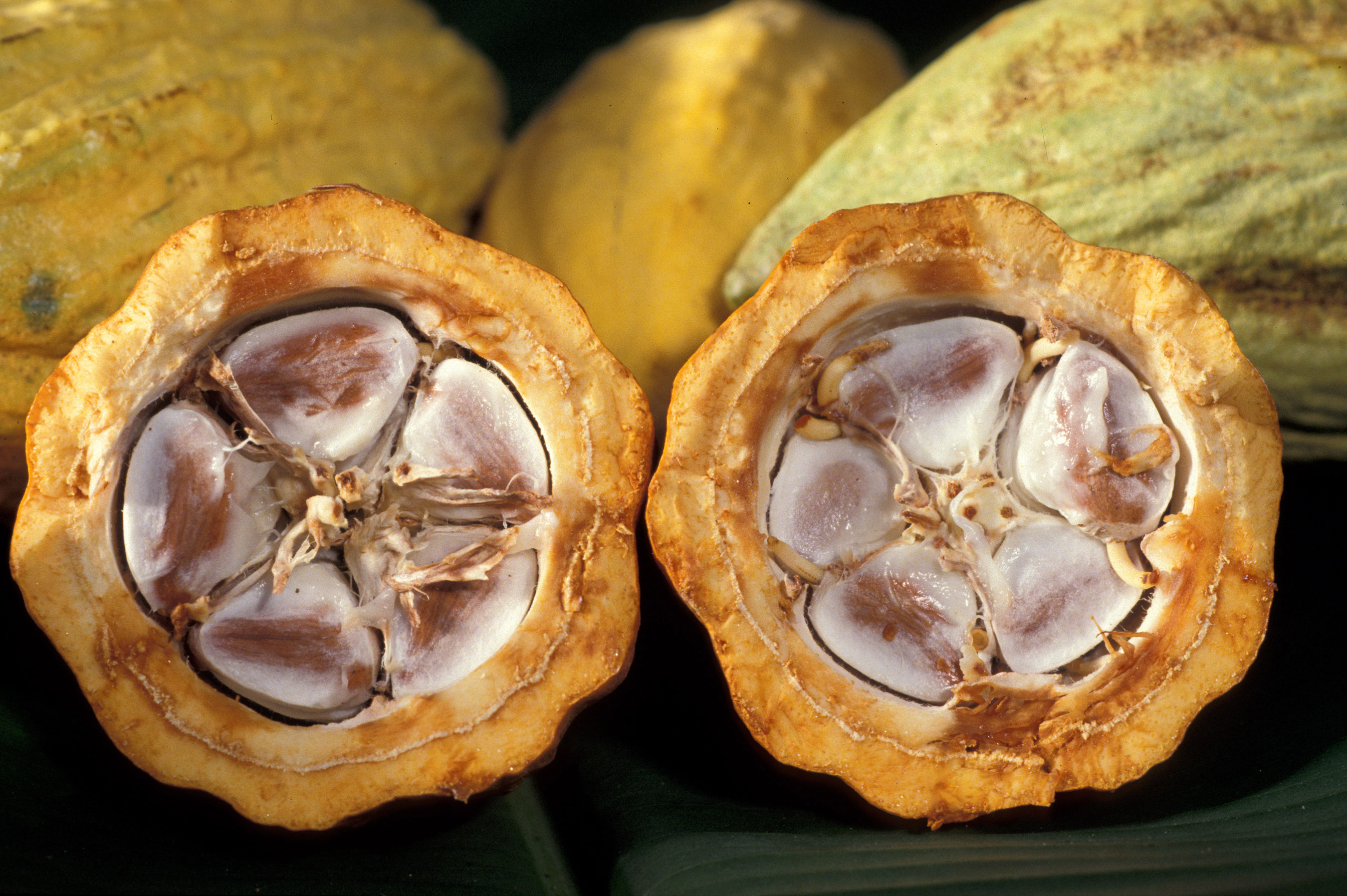 Ghana, is only second in the world to Côte d'Ivoire in the production of cocoa