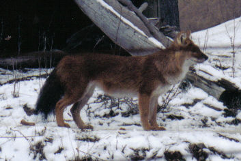 Conservation efforts to save the Dhole in China are needed.