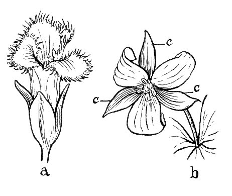 A. flower with calyx B. Underside of calyx C. Topside of calyx