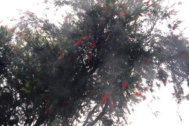 Bottlebrush tree Bottlebrush tree