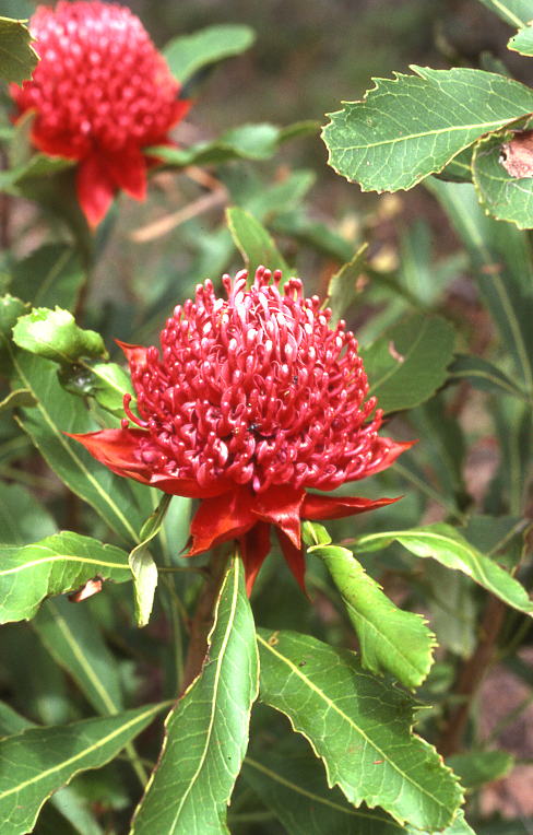 Waratah Waratah