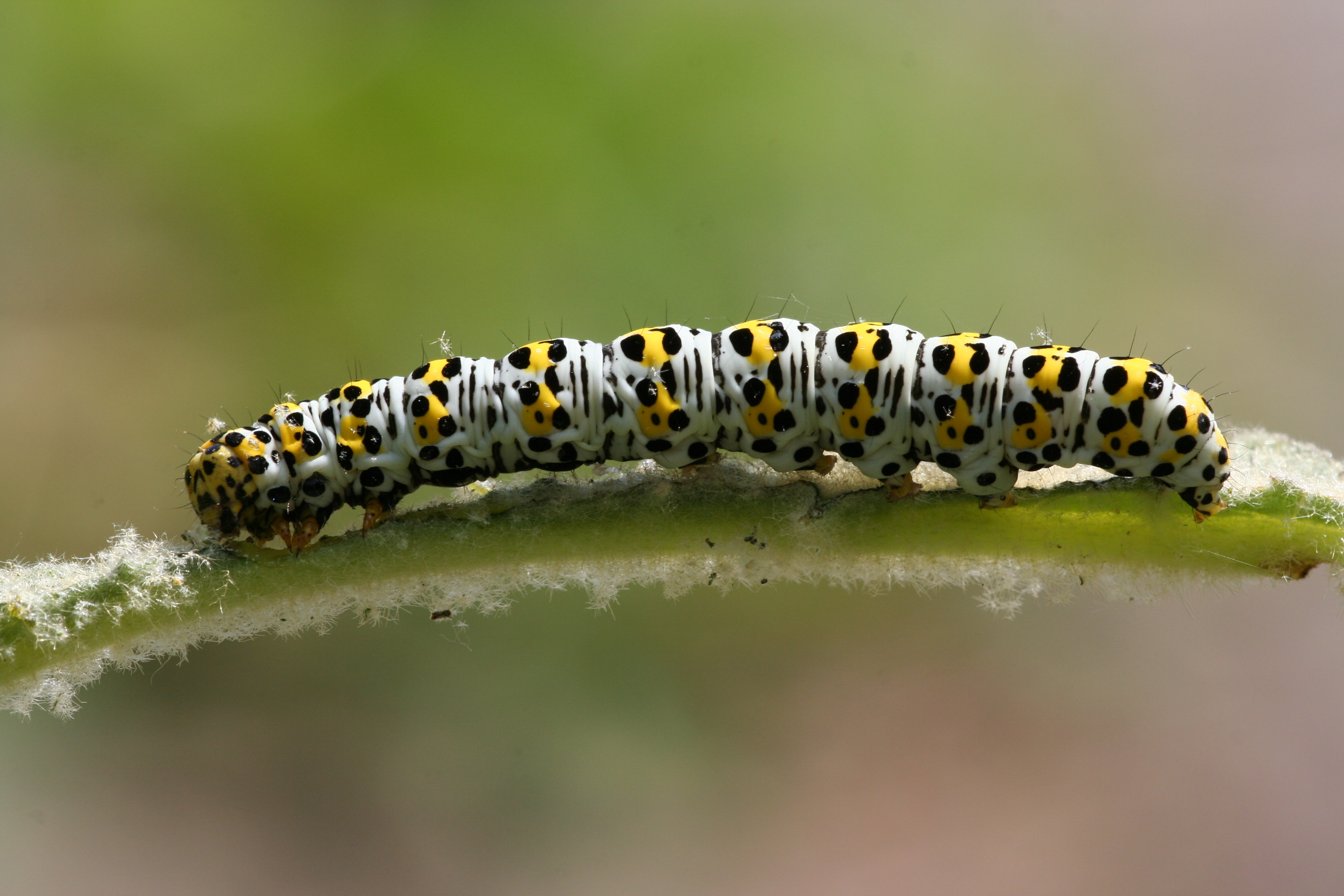 Mullein moth caterpillar Mullein moth caterpillar