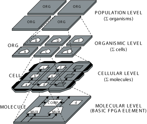 The four levels of complexity of an Embryonics system