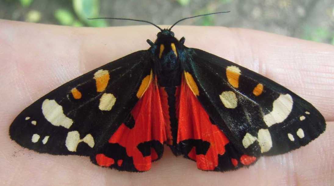 Scarlet Tiger Moth imago (adult)