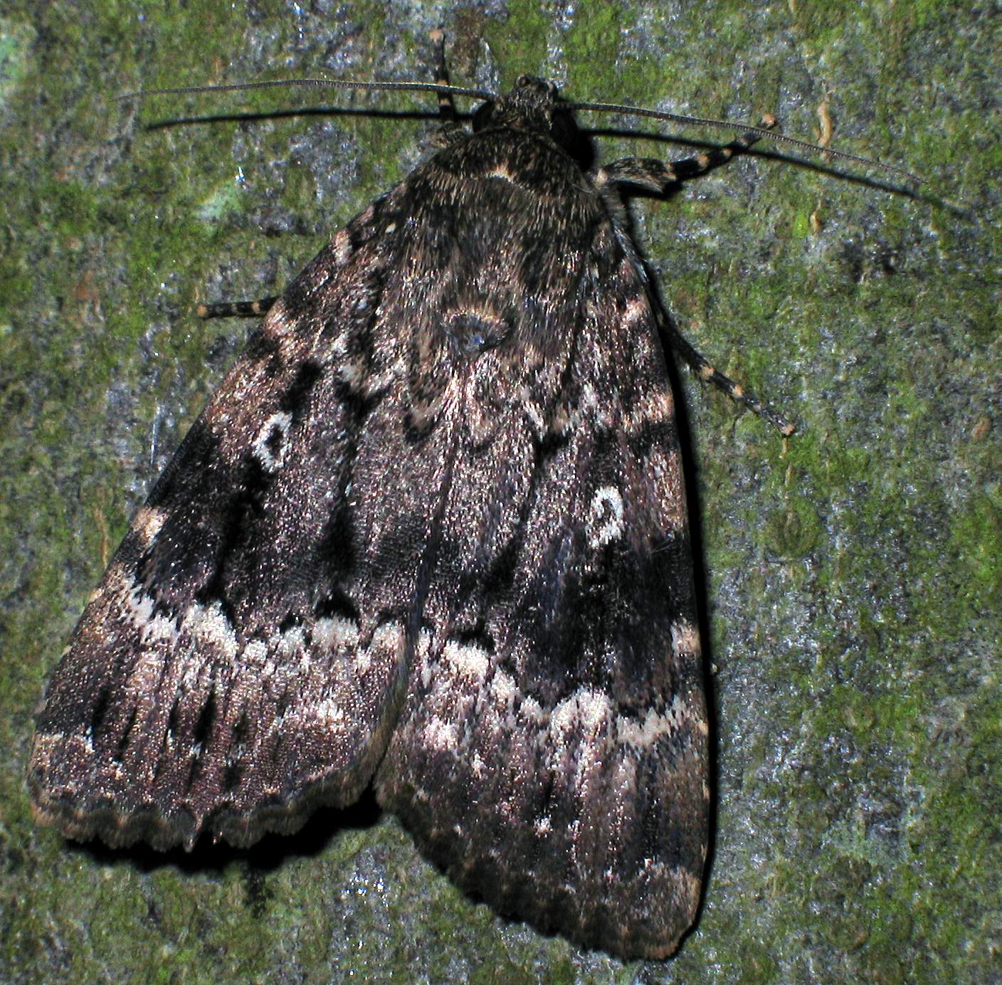 Copper Underwing imago