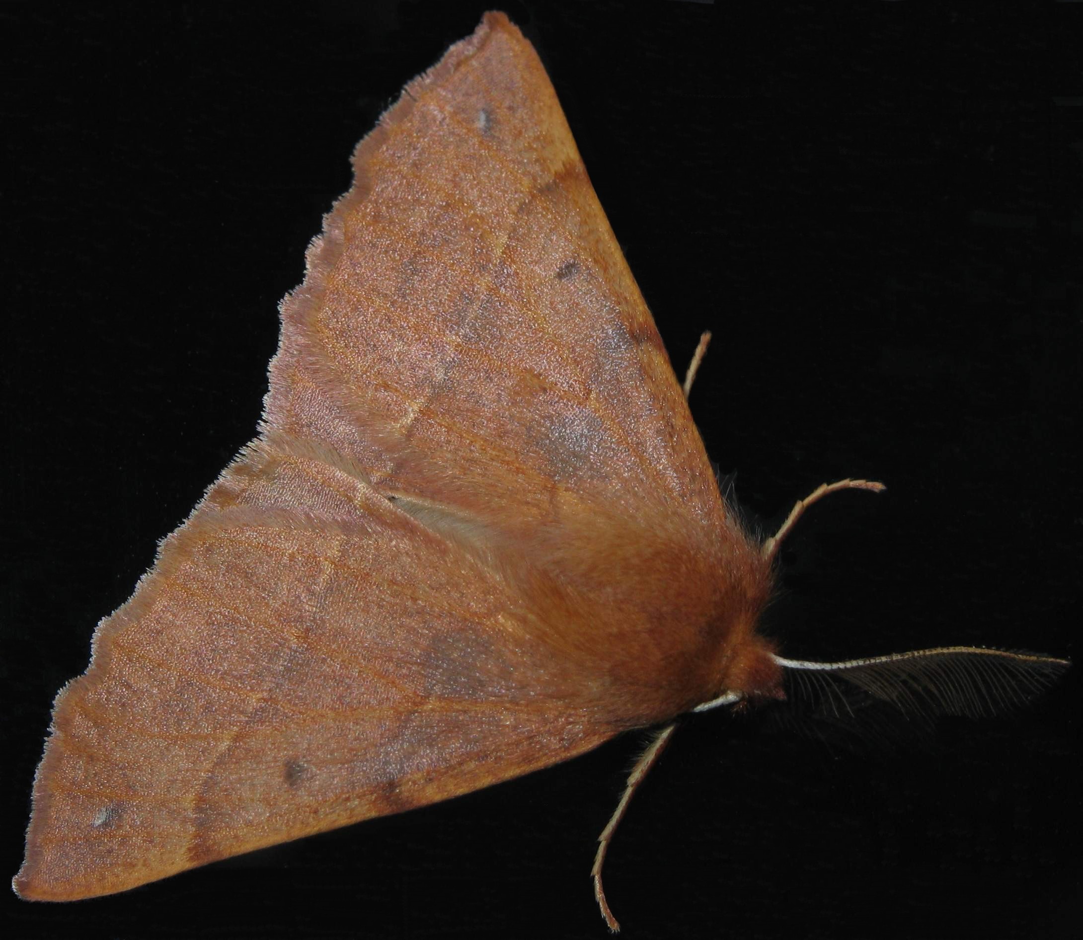 Feathered Thorn imago