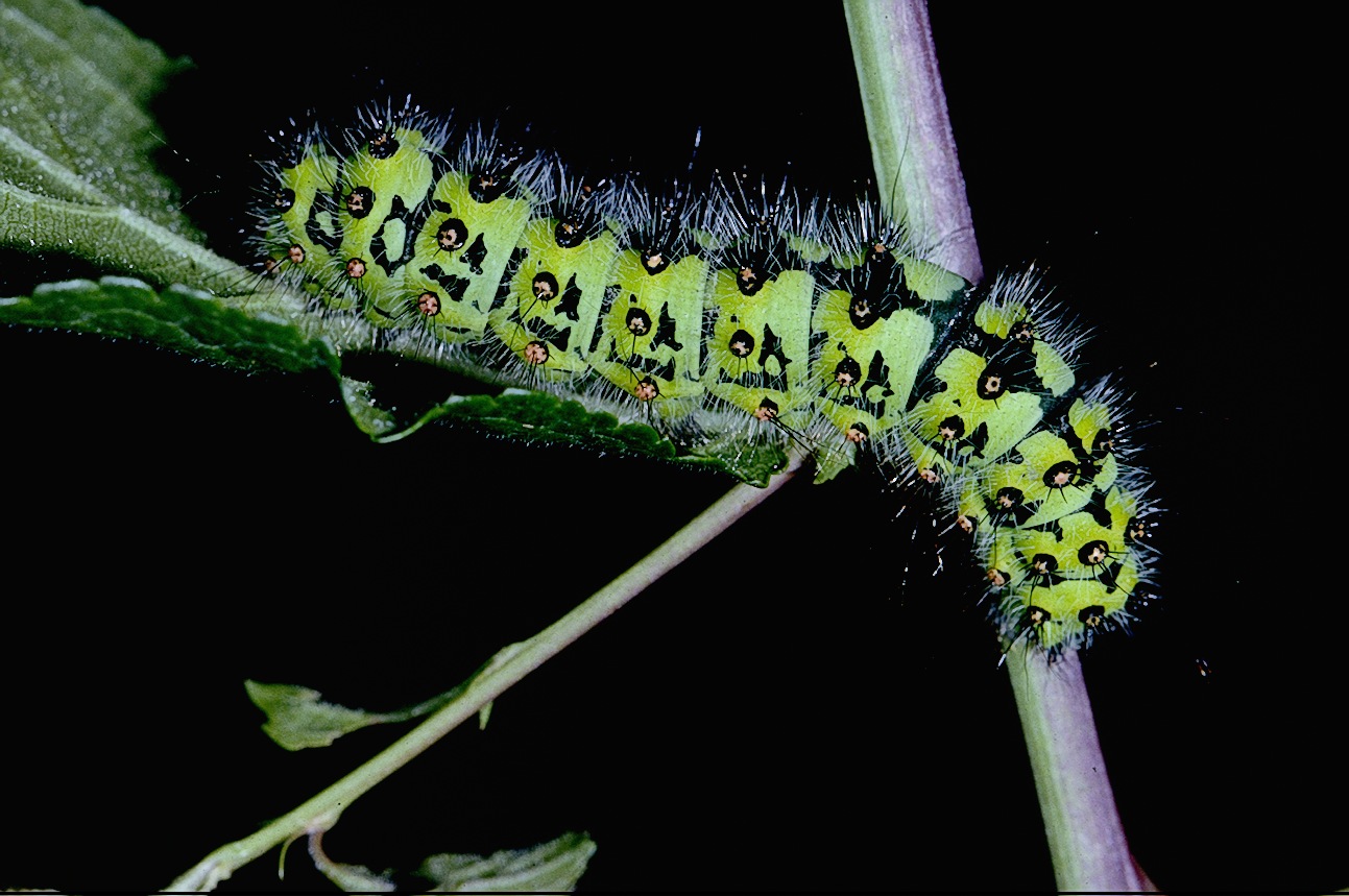 Emperor Moth caterpillar