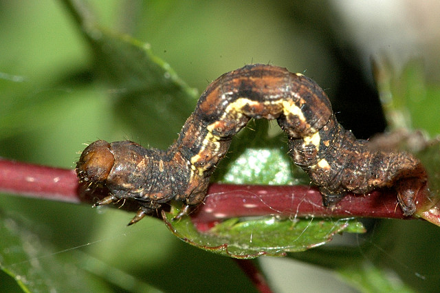 Engrailed caterpillar
