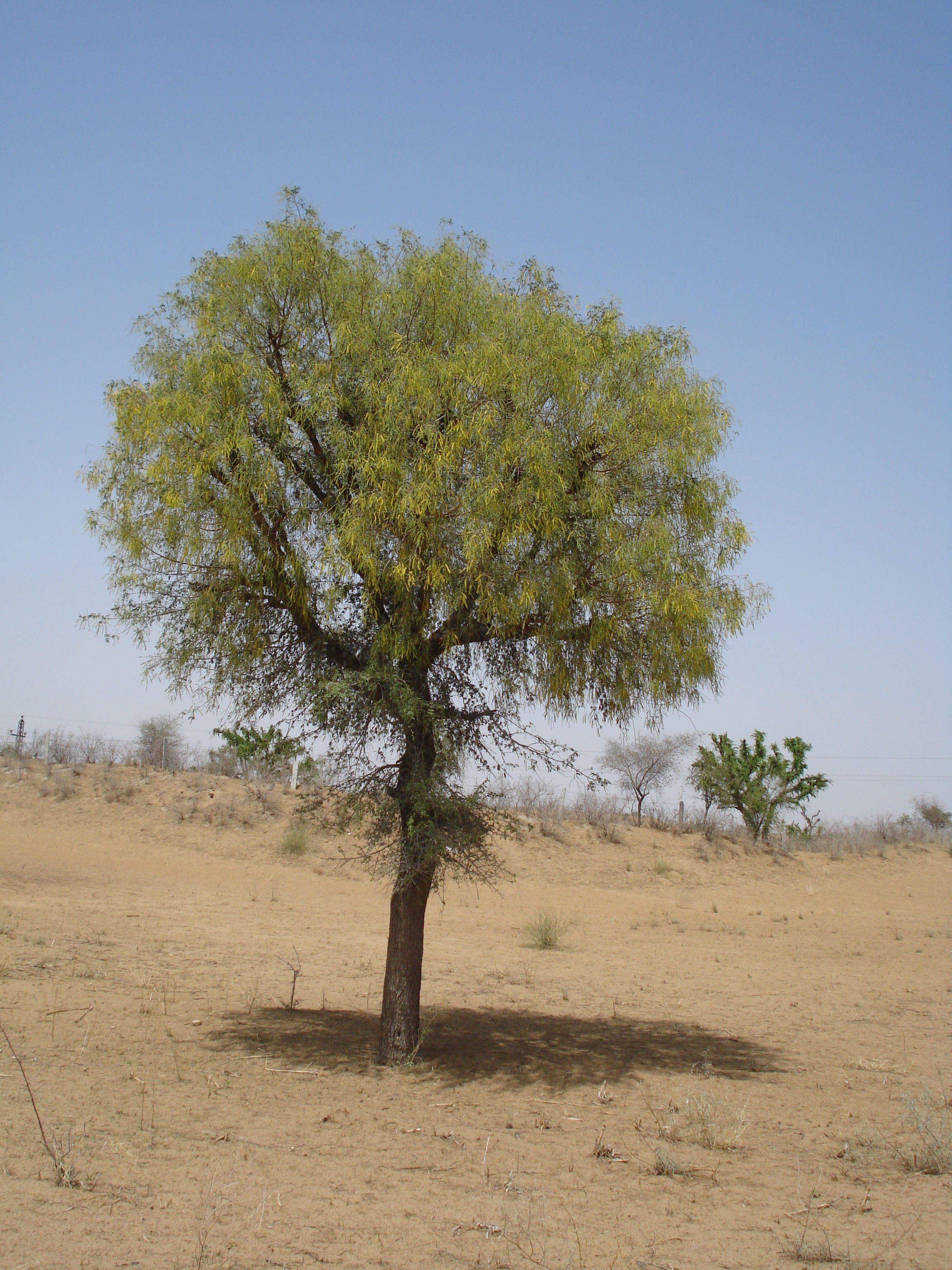  The Khejri Tree is considered the lifeblood of the Thar Locals