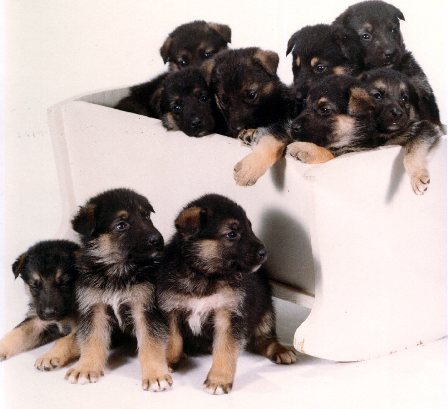 The first litter born in February 1988 starting a new line that would eventually create the breed, the Alsatian Shepalute.