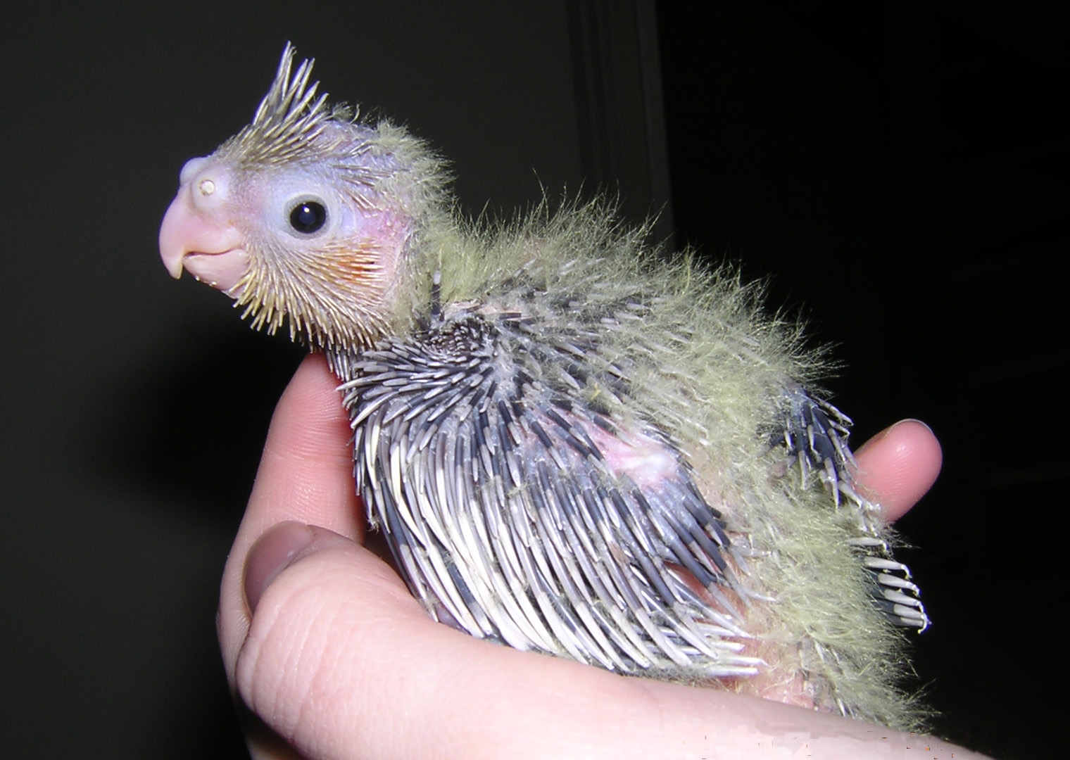 Cockatiel chick