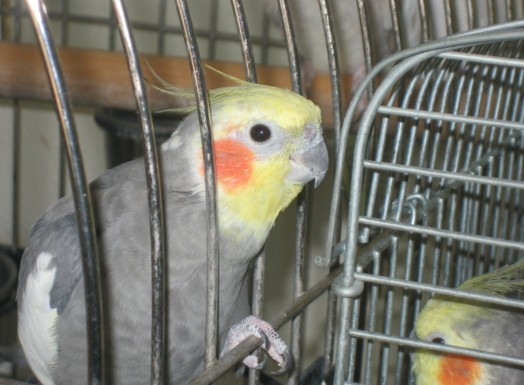 "Many cockatiel owners develop regular bonding rituals with their animals, engaging in preening, scratching, and even petting": A pet cockatiel, Early, offering his head to be petted. Note, the cage shown is dangerous as the bird should not be able to fit its head through the bars
