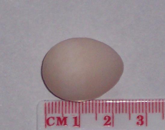 Cockatiel egg