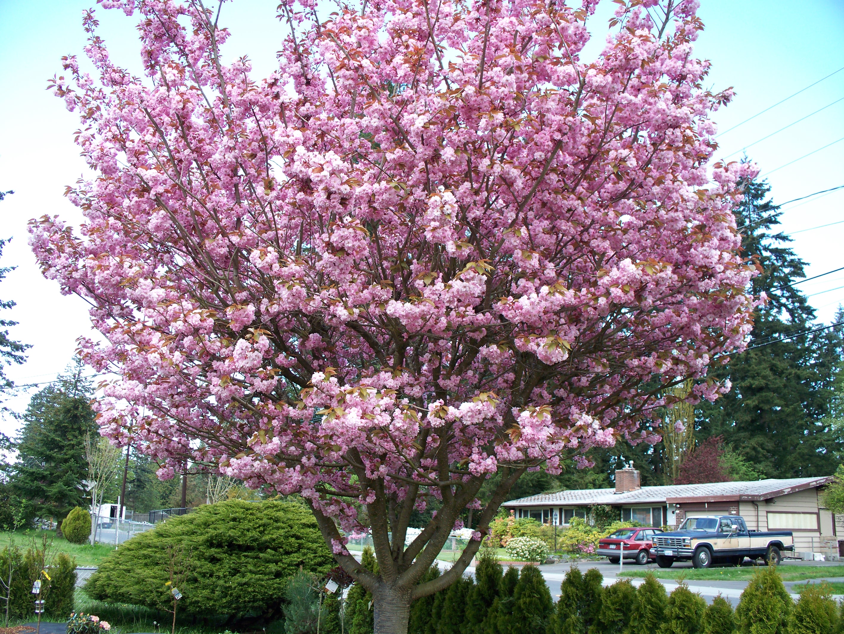 Cherry blossoms in full bloom