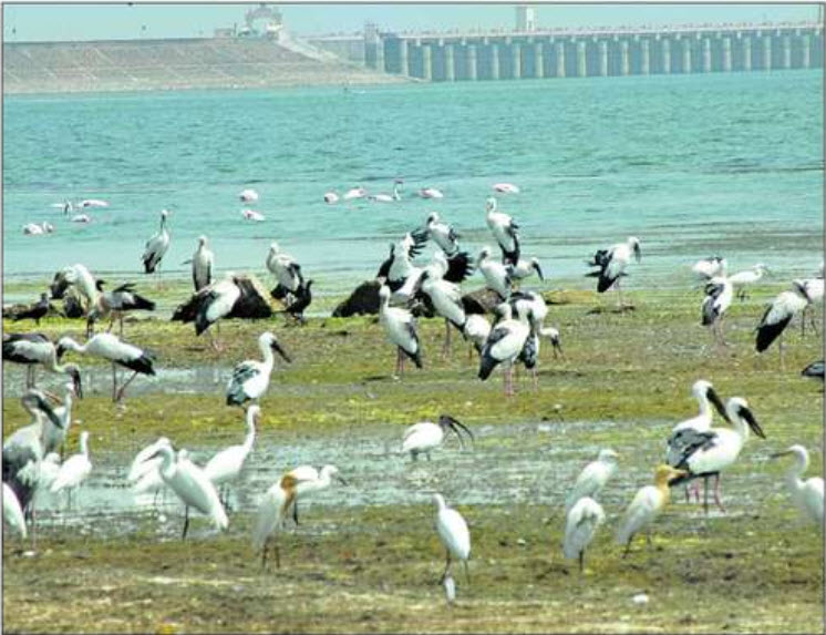 Migratory birds at Jayakwadi Dam, Aurangabad