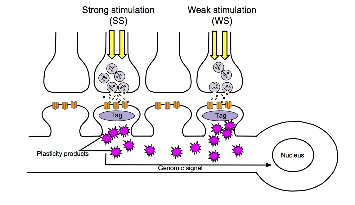 Plasticity Product Pathway.