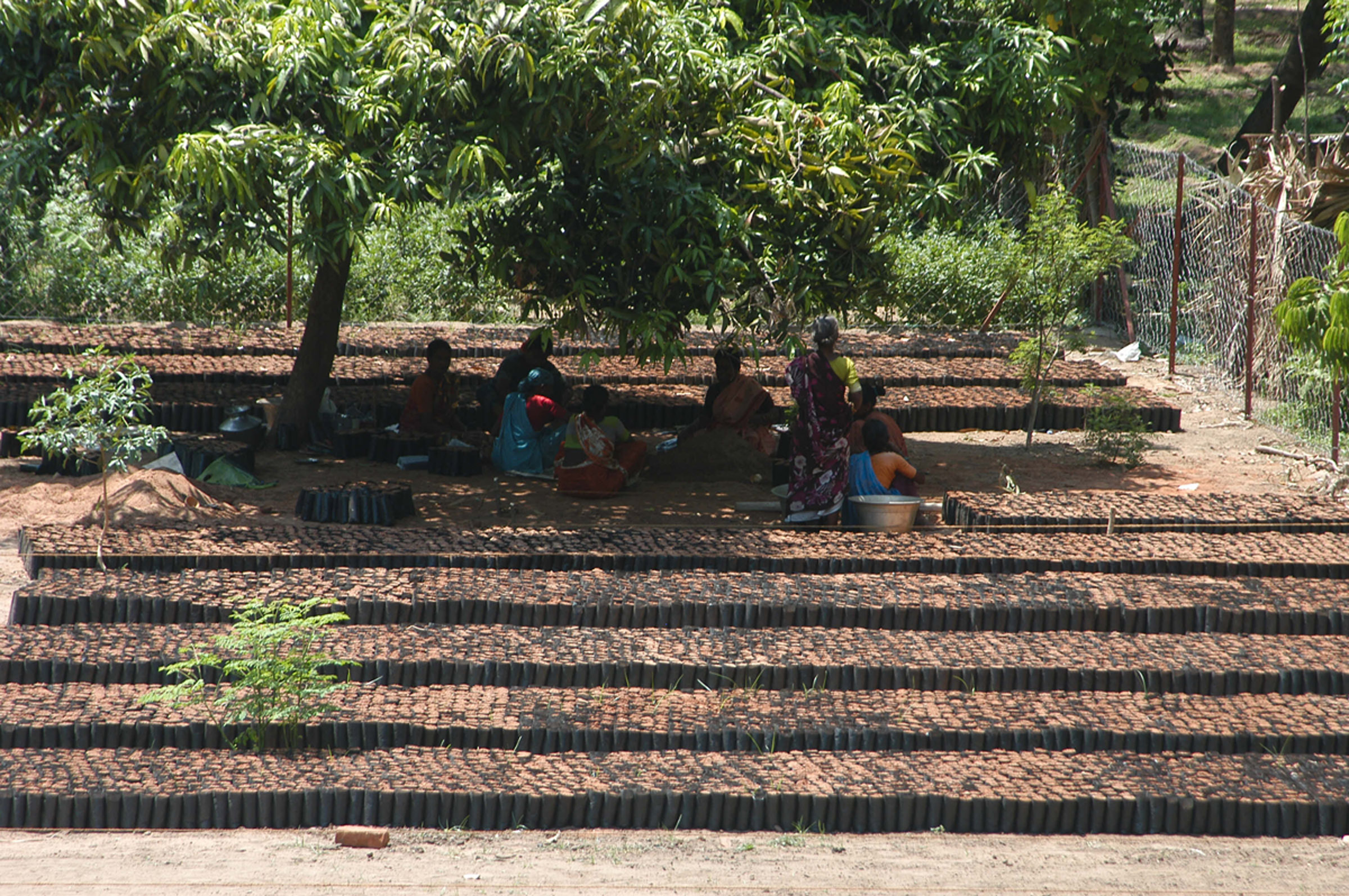 Saplings being readied for transportation at a PGH nursery.