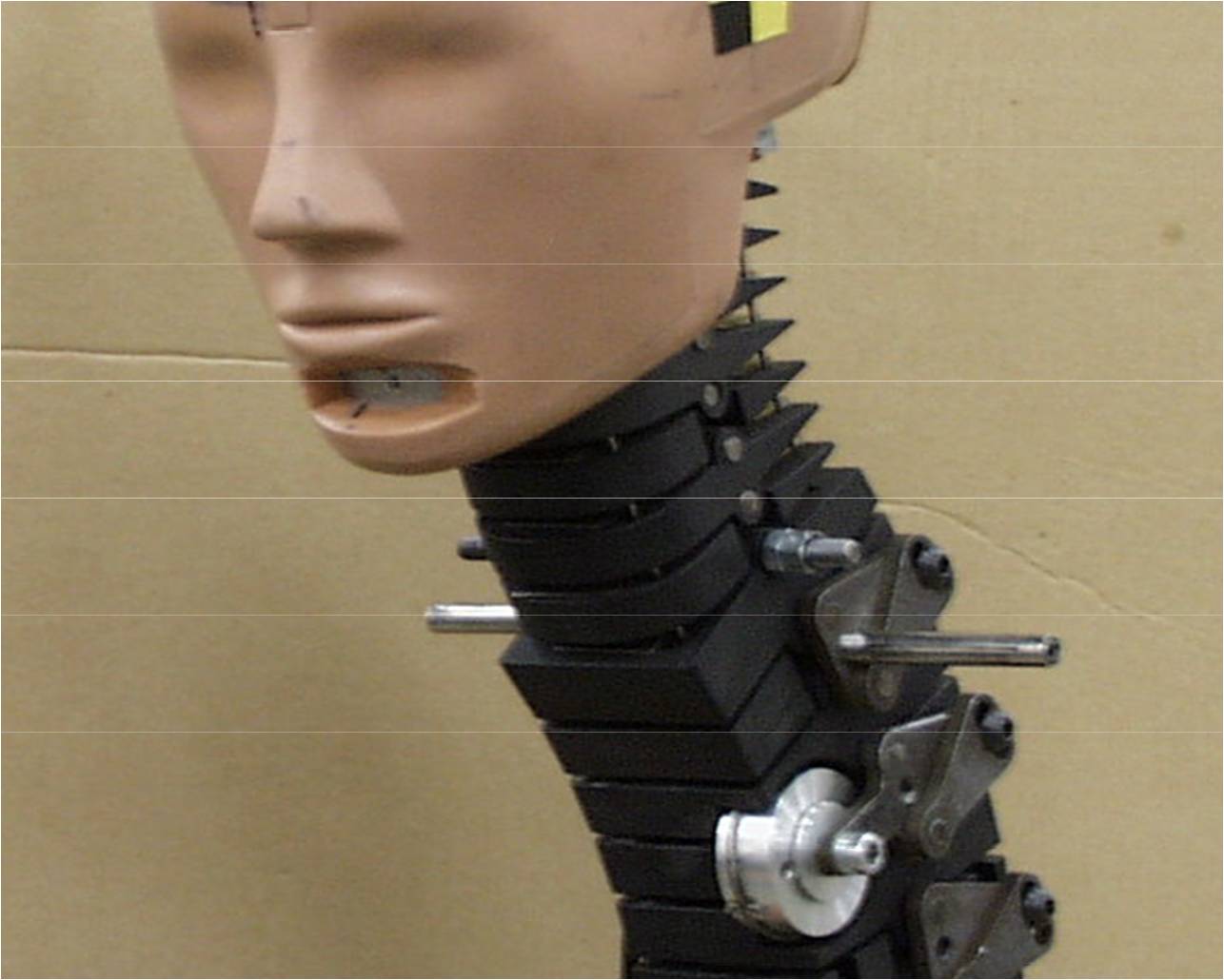 Head, neck, and thoracic spine of a crash test dummy