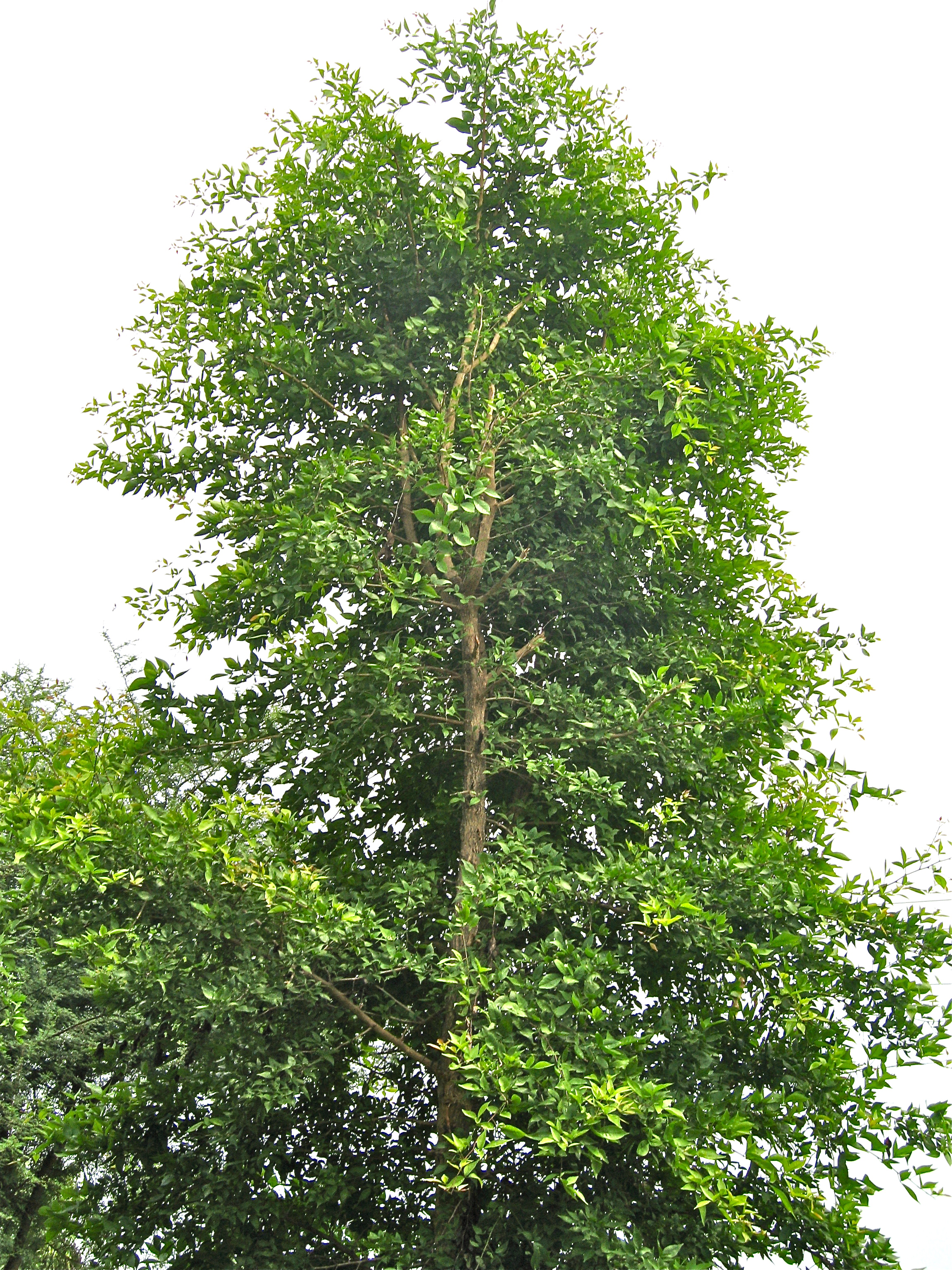 Bili Tree Bili Tree