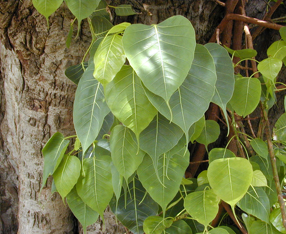 Pimpal Tree, Moraceae (mulberry family), Ficus religiosa