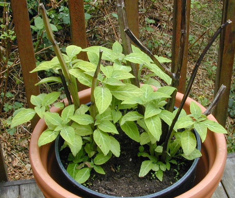 Salvia Divinorum Plant