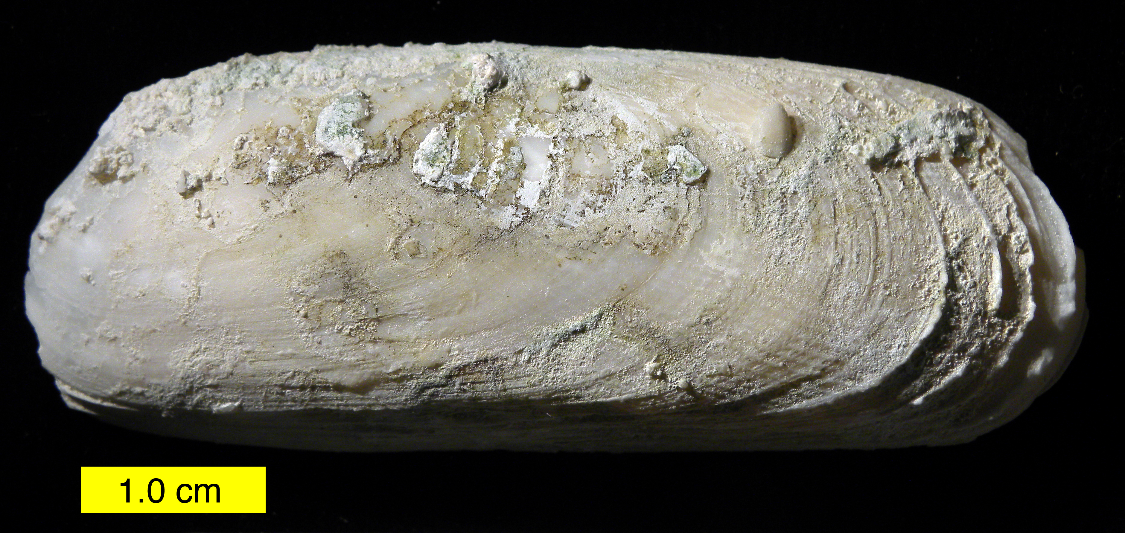 Coralliophaga coralliophaga (Gmelin, 1791) from Cockburntown Reef, San Salvador, The Bahamas (Pleistocene, Eemian).